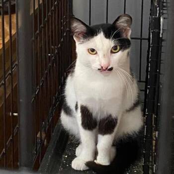 ASAP-Stray-17952 -  Domestic Short Hair Cat for Adoption in Goleta, California - ASAP-Stray-17952 | PetCurious