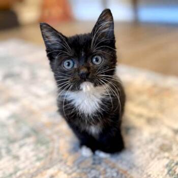 Poe Purrkins Little Lovebug -  Tuxedo and Domestic Short Hair Cat for Adoption in Friendswood, Texas - Poe Purrkins Little Lovebug | PetCurious