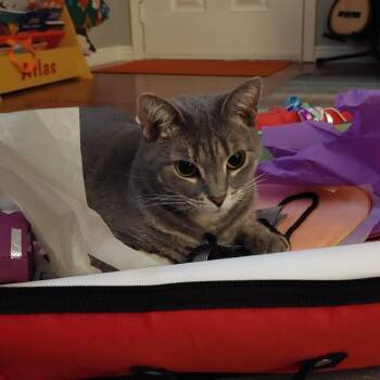 Jelly Bean -  Domestic Short Hair Cat for Adoption in Las Vegas, Nevada - Jelly Bean | PetCurious