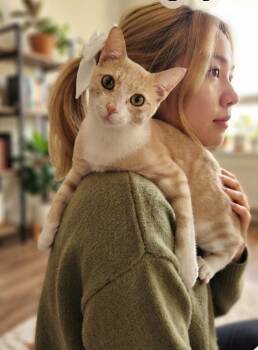 Baker the Ultimate Snuggle Bug -  Tabby Cat for Adoption in Baytown, Texas - Baker The Ultimate Snuggle Bug | PetCurious