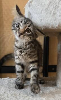 Moonbeam -  Domestic Medium Hair Cat for Adoption in Rowlett, Texas - Moonbeam | PetCurious