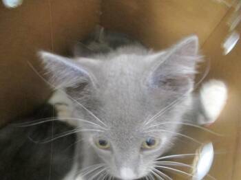 Domestic Short Hair Cats Available for Adoption in Ocala, Florida - A383053 | PetCurious