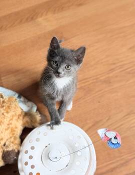 Domestic Short Hair Cats Available for Adoption in Murfreesboro, Tennessee - Robin | PetCurious
