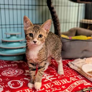 Vera -  Domestic Short Hair Cat for Adoption - Vera | PetCurious