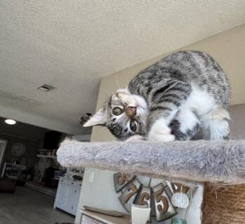 Charley -  Tabby Cat for Adoption in Huntington Beach, California - Charley | PetCurious