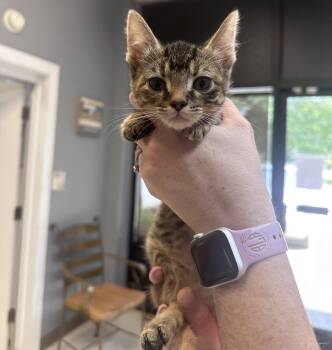 Telly -  Domestic Short Hair Cat for Adoption in Dyersburg, Tennessee - Telly | PetCurious