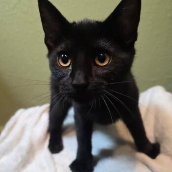 Brute -  Bombay Cat for Adoption in Fresno, California - Brute | PetCurious