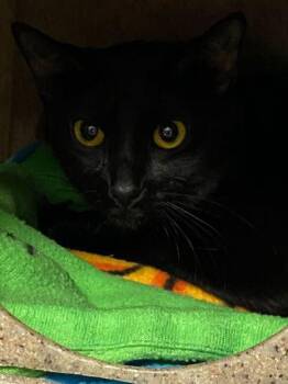 Domestic Short Hair Cats Available for Adoption in Daytona Beach, Florida - Lioness | PetCurious