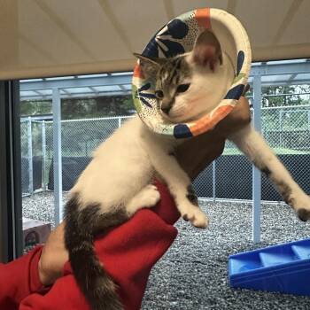 Easy Peasy -  Domestic Short Hair Cat for Adoption in Dearborn, Michigan - Easy Peasy | PetCurious
