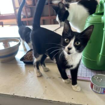 Willa -  Domestic Short Hair Cat for Adoption in Springdale, Arkansas - Willa | PetCurious