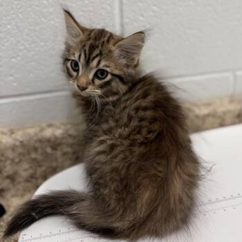 Prince -  Domestic Long Hair Cat for Adoption in Marshall, Virginia - Prince | PetCurious