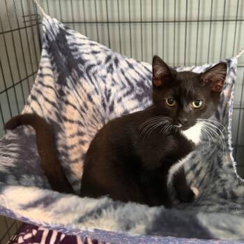 Gabapentin aka Gabby (BC) -  Domestic Short Hair Cat for Adoption in Powdersville, South Carolina - Gabapentin Aka Gabby (BC) | PetCurious