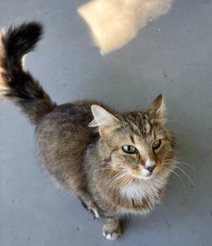 Domestic Long Hair Cats Available for Adoption in Brooksville, Florida - Miller | PetCurious