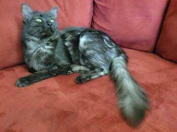 Calypte -  Domestic Medium Hair Cat for Adoption in Tucson, Arizona - Calypte | PetCurious