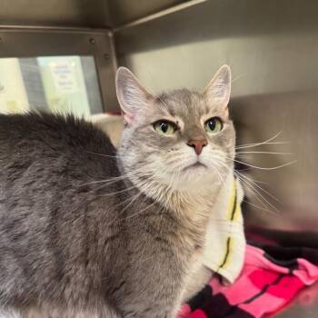 Sweet Pea -  Domestic Short Hair Cat for Adoption in York, Pennsylvania - Sweet Pea | PetCurious
