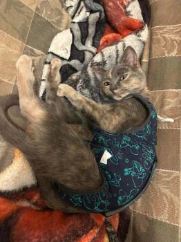 Dilute Tortoiseshell and Domestic Short Hair Cats Available for Adoption in Chandler, Arizona - Miroh Miso | PetCurious