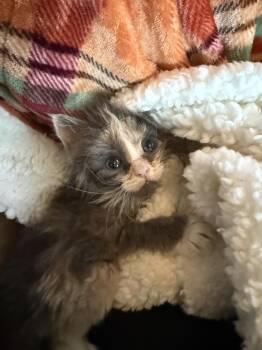 Ainsley -  Domestic Long Hair Cat for Adoption - Ainsley | PetCurious