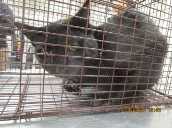 (600) -  Domestic Short Hair Cat for Adoption in Marietta, Georgia - (600) | PetCurious