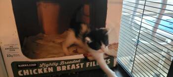 Otis -  Domestic Short Hair Cat for Adoption in Deltona, Florida - Otis | PetCurious