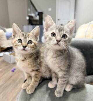 Aruba -  Domestic Short Hair Cat for Adoption in Fishers, Indiana - Aruba | PetCurious