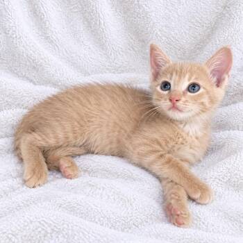 Sunny -  Domestic Short Hair Cat for Adoption in Tucson, Arizona - Sunny | PetCurious
