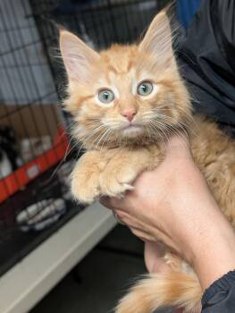 Dandelion -  Domestic Long Hair Cat for Adoption in Tilton, Illinois - Dandelion | PetCurious