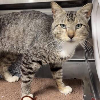 Domestic Short Hair Cats Available for Adoption in League City, Texas - Latoso | PetCurious