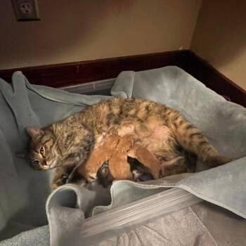 Danish -  Domestic Short Hair Cat for Adoption in Dekalb, Illinois - Danish | PetCurious