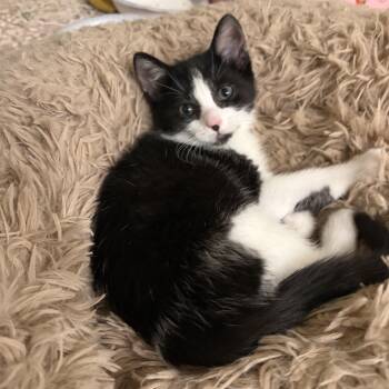 Dolly -  Domestic Short Hair Cat for Adoption - Dolly | PetCurious