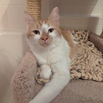 Clementine -  Domestic Short Hair Cat for Adoption in Chandler, Arizona - Clementine | PetCurious