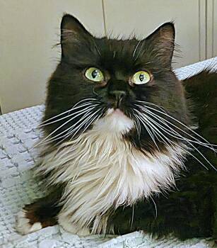 Oreo (FIV) -  Persian Cat for Adoption in Converse, Texas - Oreo (FIV) | PetCurious