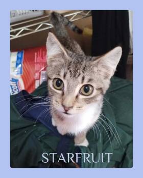 STARFRUIT -  Tabby Cat for Adoption in Lawton, Oklahoma - STARFRUIT | PetCurious