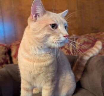 Sammy F. -  Domestic Short Hair and Tabby Cat for Adoption in Frisco, Texas - Sammy F. | PetCurious