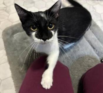 Rescue Domestic Short Hair Cats for Adoption in Deltona, Florida - Chatty | PetCurious