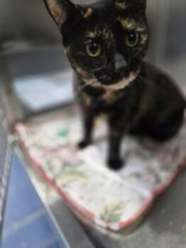 Domestic Short Hair Cats Available for Adoption - Apple | PetCurious