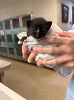 Domestic Medium Hair Cats Available for Adoption in Nacogdoches, Texas - Plushy | PetCurious