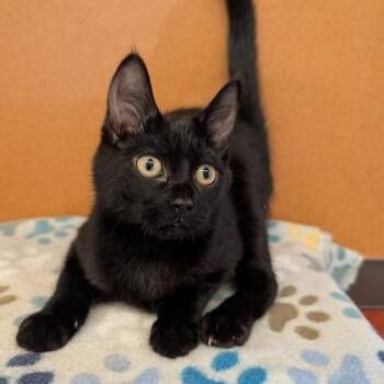 Concord -  American Shorthair Cat for Adoption in Rochester, Minnesota - Concord | PetCurious