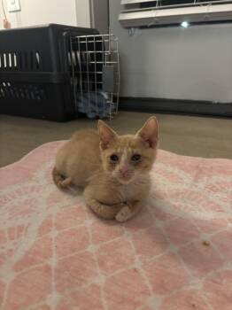 Freak Out -  Tabby Cat for Adoption in Columbia, South Carolina - Freak Out | PetCurious