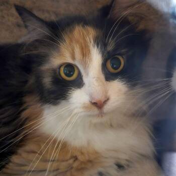 Domestic Medium Hair Cats Available for Adoption in West Olive, Michigan - Dooha (Barn Cat) | PetCurious