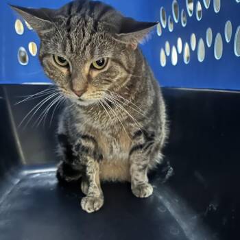 Susie Q -  Domestic Short Hair Cat for Adoption in Lakeland, Florida - Susie Q | PetCurious