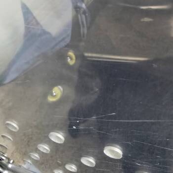 Rescue Domestic Short Hair Cats for Adoption in Denver, Colorado - Inky New Mexico | PetCurious