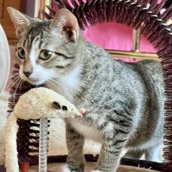 Rescue Domestic Short Hair Cats for Adoption in Richmond, Virginia - Celesta | PetCurious