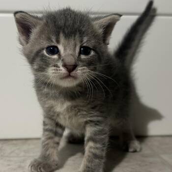 Domestic Short Hair Cats Available for Adoption in Saint Joseph, Missouri - Artemis | PetCurious