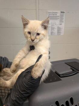 Hugh Jackman -  Domestic Short Hair Cat for Adoption in Cincinnati, Ohio - Hugh Jackman | PetCurious
