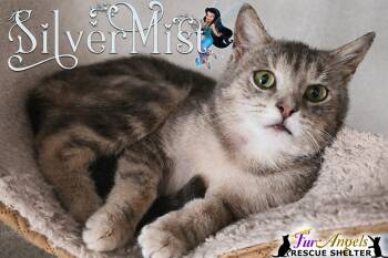 Silvermist -  Domestic Short Hair Cat for Adoption in Ottawa Hills, Ohio - Silvermist | PetCurious