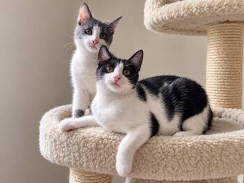 Blueberry (Courtesy Post) -  Domestic Short Hair Cat for Adoption in Rutherfordton, North Carolina - Blueberry (Courtesy Post) | PetCurious