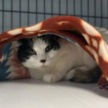 Domestic Short Hair Cats Available for Adoption - Kallie | PetCurious