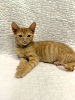 Amber -  Domestic Short Hair Cat for Adoption in Mount Pleasant, South Carolina - Amber | PetCurious
