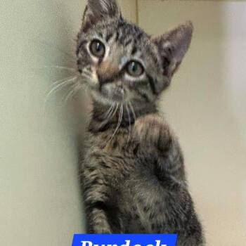 Burdock -  Domestic Short Hair Cat Available for Adoption in Madill, Oklahoma - Burdock | PetCurious