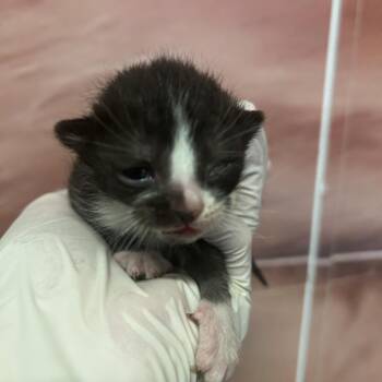 IVHS-Stray-138268 -  Domestic Short Hair Cat for Adoption in San Gabriel, California - IVHS-Stray-138268 | PetCurious